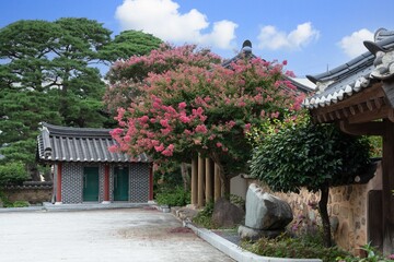 Red crape myrtle blooming in a traditional Korean Hanok garden