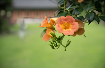 Trumpet creeper with grassland in the background