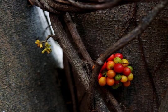 Branch of Tiliacora triandra or Yanang and ripe fruits aroung dark brown trunk tree in Thailand.