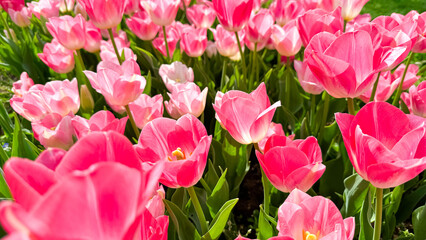 Vivid pink tulips blooming in spring garden, close up view with sunlit petals and fresh green leaves. Love and summer season concept.