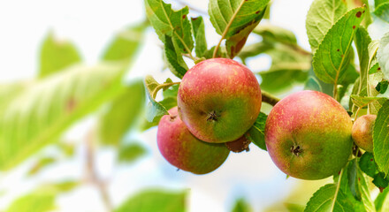 Outdoor, tree and apple for harvest in agriculture for nutrition, health and organic in Virginia. Fruit, green and environmental with sustainability, crop and plantation for food production at farm