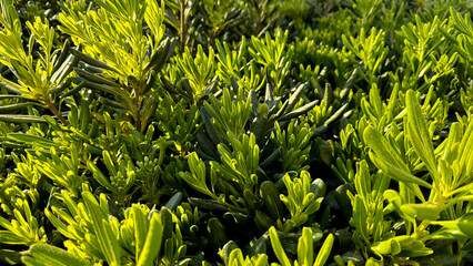 Nature background. Lush green young plant shoots bathing in sunlight, creating vibrant natural texture in garden setting, highlighting spring growth and healthy vegetation.