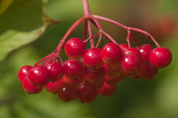 Ripe berries of red viburnum (Viburnum opulus)