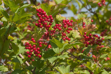 Obraz premium Ripe berries of red viburnum (Viburnum opulus)