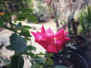 Beautiful pink roses in the garden.