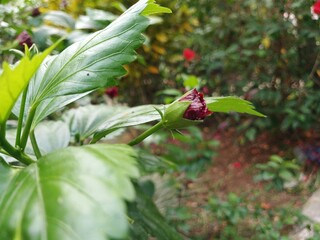 Beautiful flower buds in the garden.