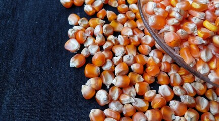 Close up of corn kernels can be used as background.