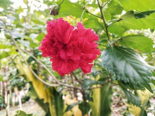 Sunflower red flowers blooming in the garden.