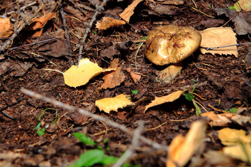 Pilze wachsen im Wald.Steinpilz.Birkenpilz.Hallimasche.Fuchs.Trüffel.Butterpilz. Austernpilz (Pleurotus ostreatus).Nahaufnahme Makro.Gesunde Lebensmittel und Medikamente werden verwendet.Postkarte.