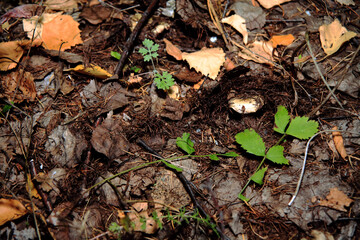 Pilze wachsen im Wald.Steinpilz.Birkenpilz.Hallimasche.Fuchs.Trüffel.Butterpilz. Austernpilz (Pleurotus ostreatus).Nahaufnahme Makro.Gesunde Lebensmittel und Medikamente werden verwendet.Postkarte.