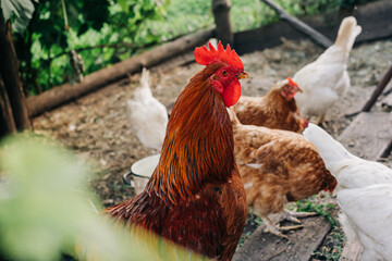 Chicken on the farm. Happy animals at home farming organic culture. Natural living lifestyle animal bird