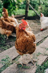 Chicken on the farm. Happy animals at home farming organic culture. Natural living lifestyle animal bird