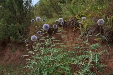 Echinops chantavicus on a field in Central Asia
