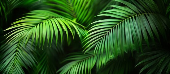 Green tropical palm leaves  Panoramic background. nature concept