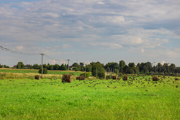 Obraz premium A field of grass with a few trees in the background