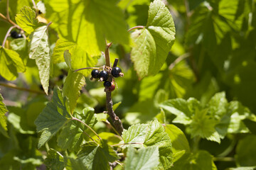 Black currant on a bush