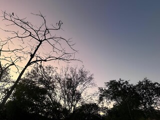 Silhouette of trees against a colorful sunset sky in Bahia, Brazil, Brazilian Caatinga