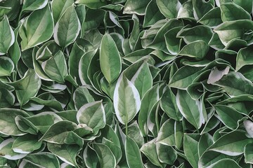Flat lay of layout made of green leaves