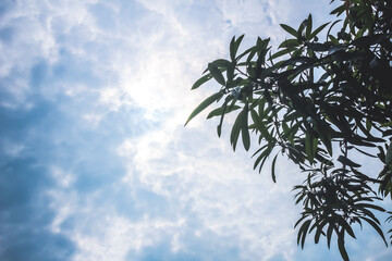 selective focus silhouette of mango tree with bright cloudy sky background during the day