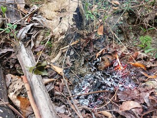 Dry leaves from burning. Dry leaves