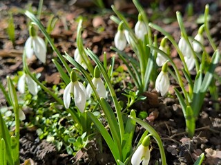 snowdrops growing in the garden in sunlight