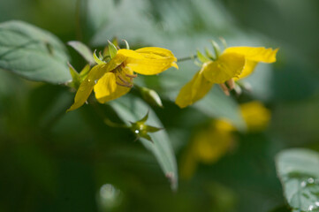Close up of Fringed loosestrife (Lysimachia ciliata) in bloom