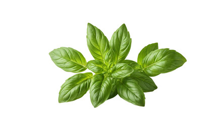 Fresh basil leaf isolated on white background with full depth of field