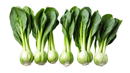 Fresh bok choy or chinese cabbage isolated on white background