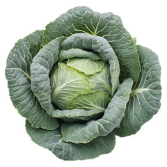 Fototapeta premium Fresh green cabbage vegetable isolated against transparent background. Food and plant concept