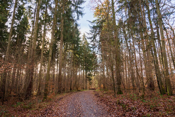 Schönbuch Nature Park in the Stuttgart Region