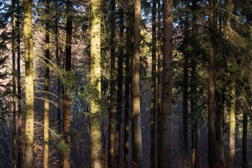 Schönbuch Nature Park in the Stuttgart Region