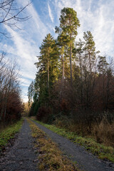 Obraz premium Schönbuch Nature Park in the Stuttgart Region