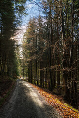 Schönbuch Nature Park in the Stuttgart Region