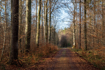 Schönbuch Nature Park in the Stuttgart Region