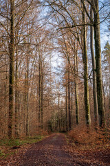 Schönbuch Nature Park in the Stuttgart Region
