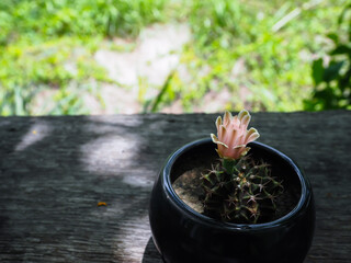 Beautiful pink cactus flowers in the garden  