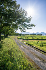 日本の田んぼ風景