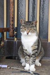 japan cat on the window