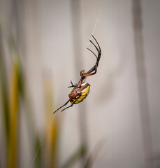 Close up and side view of a large yellow garden spider walking on a web string