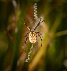 Close up and top down view of a large yellow garden spider walking on a web string among plants