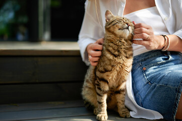 cute striped domestic cat basks in the sun sitting on a ladder step, light-skinned woman's hands pet a brown-striped house cat who smiles like the Cheshire Cat