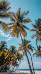 palm trees on the beach
