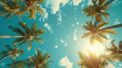 palm trees on the beach