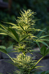 Blüte einer Cannabis Pflanze