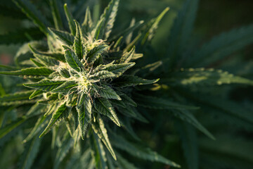 Blüte einer Cannabis Pflanze