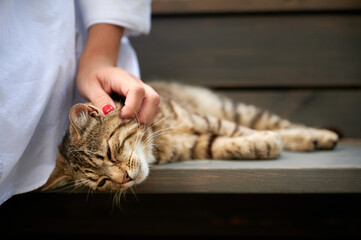 Woman's hand strokes a cute striped cat behind the ear. The house cat is happy to lie on the step...