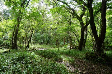 dense autumn forest in the refreshing sunlight