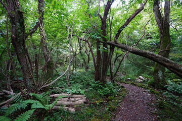 autumn pathway through mossy old trees