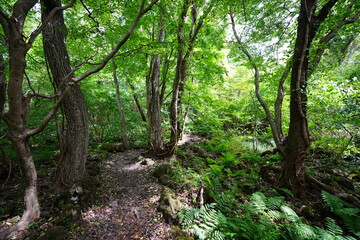 autumn pathway through mossy old trees