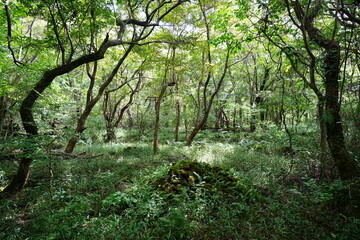 dense autumn forest in the refreshing sunlight